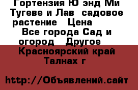 Гортензия Ю энд Ми Тугеве и Лав, садовое растение › Цена ­ 550 - Все города Сад и огород » Другое   . Красноярский край,Талнах г.